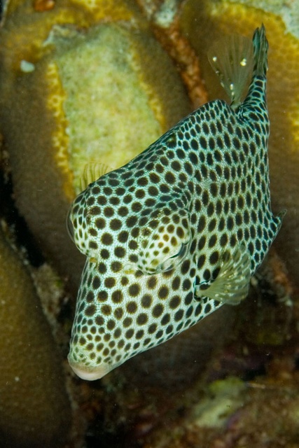 TrunkFish 2