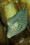 TrunkFish 2