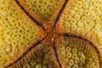 Brittle Star