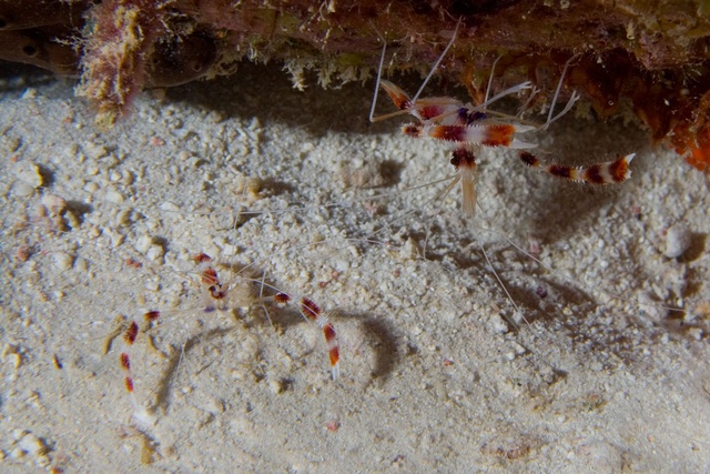 Coral Banded Shrimp