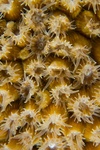 Coral Polyps