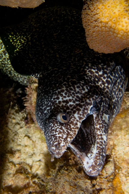 Moray Eel