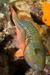 Parrot Fish Sleeping