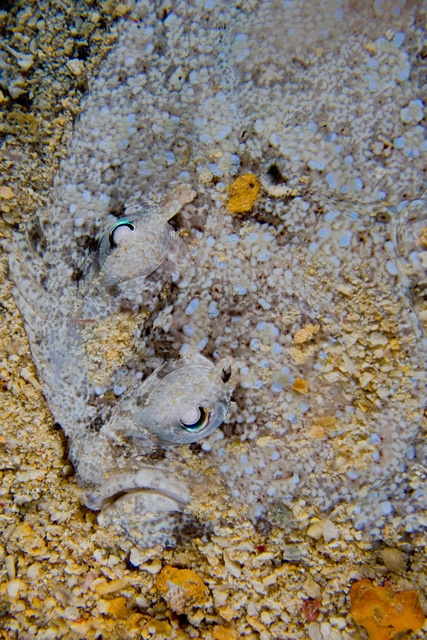 Peacock Flounder