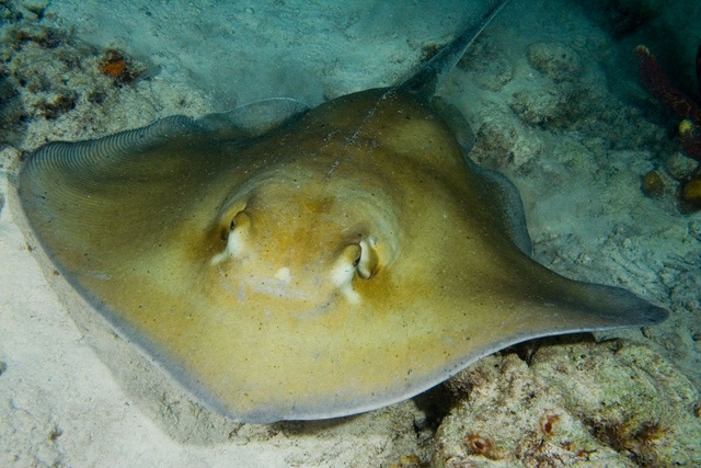 Sting Ray