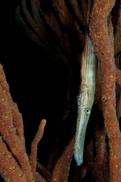 Trumpet Fish