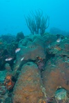 Reef Scape