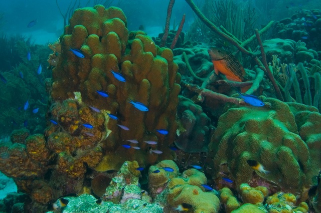 Coral Head 3