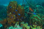 Coral Head 3