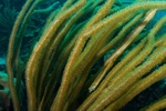 Trumpet Fish