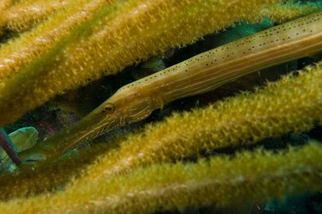 Trumpet Fish 3