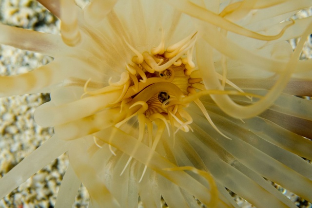 Anemone Eating