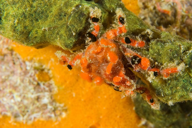 Decorator Crab