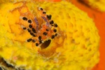 Decorator Crab 2