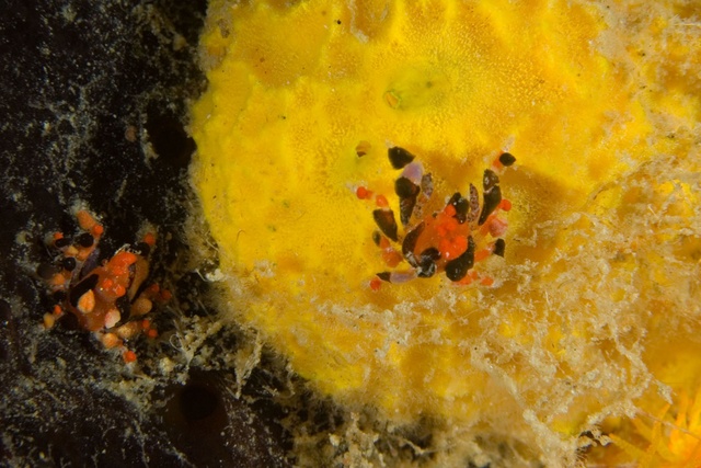 Decorator Crabs