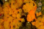 Frogfish