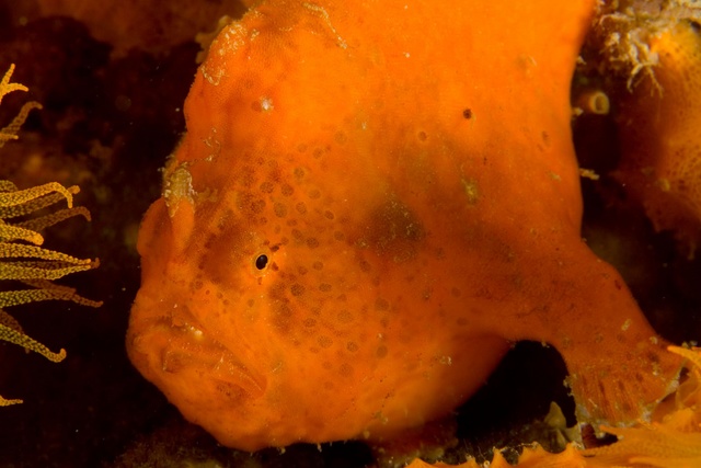 Frogfish 2