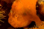 Frogfish 2