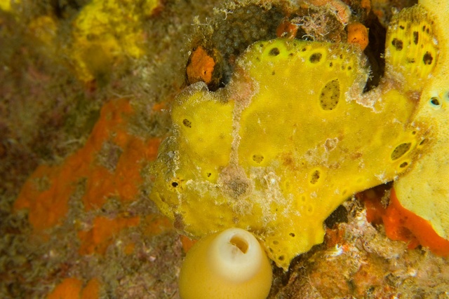 Frogfish 3