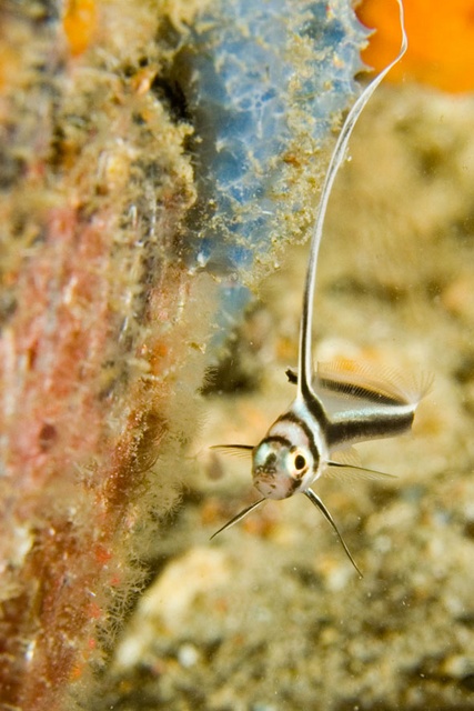 Juvenile Drum Fish