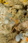 Arrow Crab