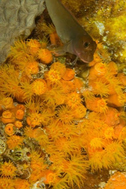 Blenny in Cup Coral