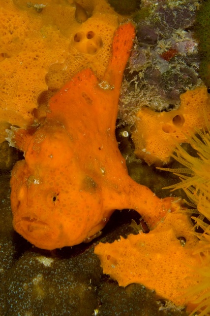 Frogfish