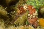 Seahorse3