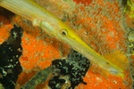 Trumpet Fish