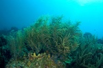 Gorgonia Coral