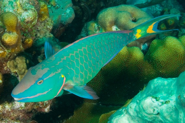 Parrot Fish