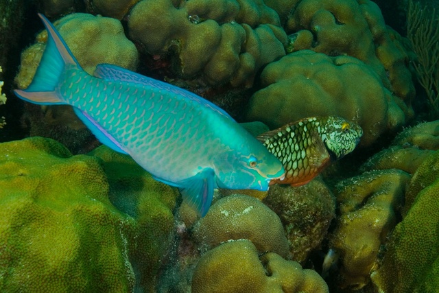 Parrot Fish 2