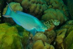 Parrot Fish 2