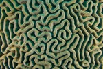 Brain Coral