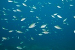 Green Damsels Schooling
