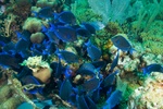 Purple Tangs Schooling