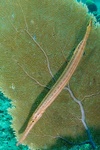 Trumpet Fish