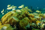 Schooling Fish