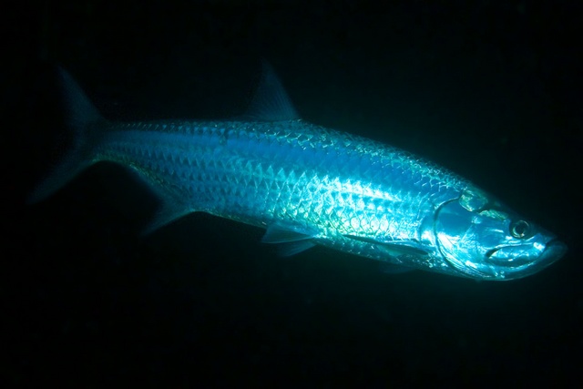 Tarpon