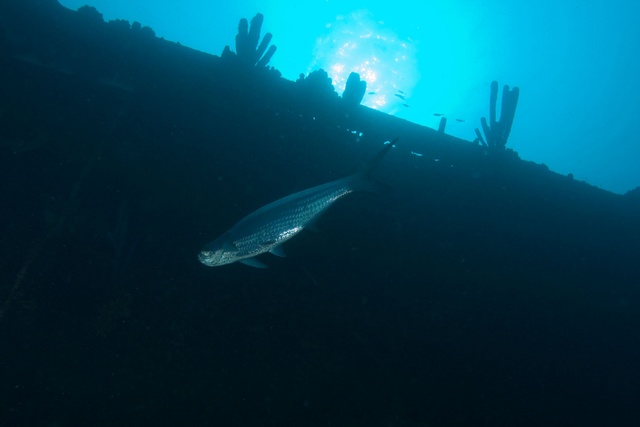 Tarpon on Ship