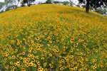 sunflowerfield