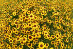 sunflowerssized
