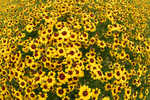sunflowerssized