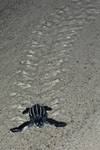 Highlight for Album: Leatherback Turtle Beach