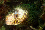 moray eel