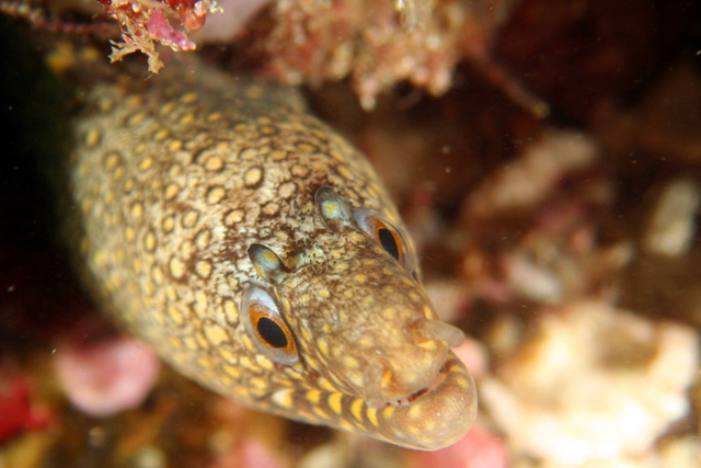 moray eel2