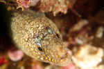 moray eel2