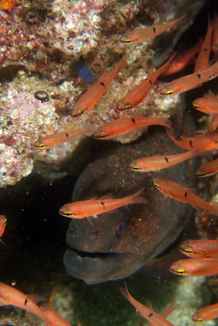 moray eel