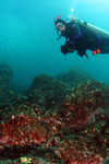 reef and diver