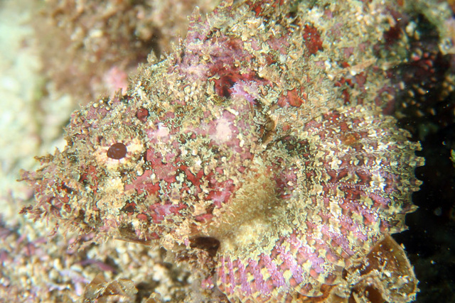 scorpion fish